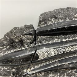 Orthoceras fossil group, age: Devonian period, H33cm, L30cm