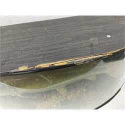 Taxidermy: Brown trout (Salmo trutta), skin mount set above a pebbled river bed with reeds and ferns, against blue painted back drop, enclosed within an ebonised bow-front display case, with 'Costa Beck May 27th 1911, Weight 2 1/2lbs', inscribed to the glass, H34cm, L58cm 