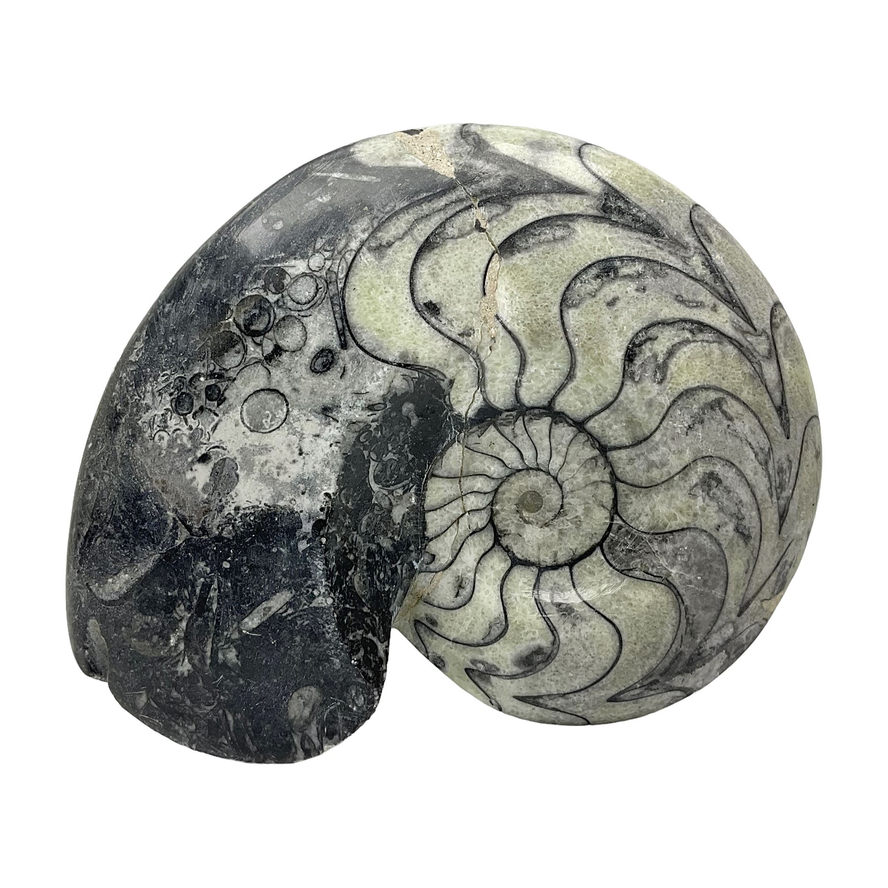 Polished Goniatite; Devonian period, H13cm, L16cm 