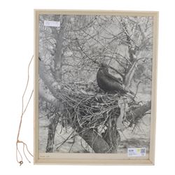 Mountfort G: Portrait of a Wilderness, first edition, pub. Hutchinson of London 1958, together with a framed black and white photograph of a black kite bird and other black and white ornithology images