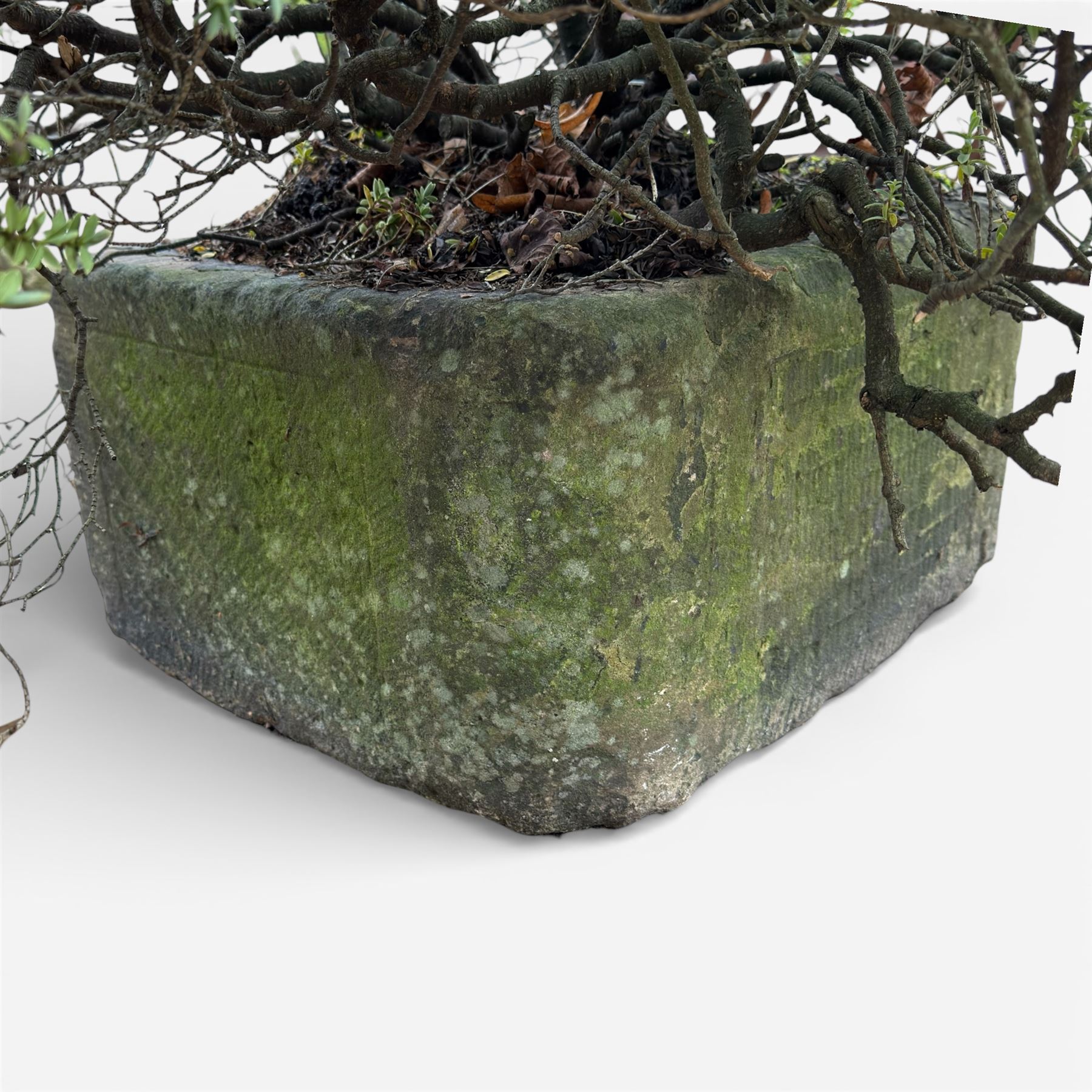 19th century stone trough, planted