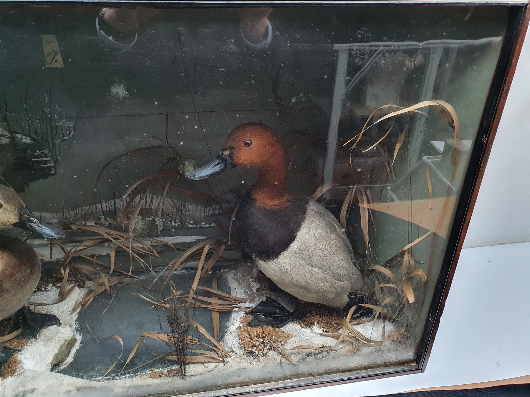 Taxidermy: Victorian cased pair of Pochard (Aythya ferina), in naturalistic winter setting with snow covered ground work and simulated water, detailed with moss and grasses, set against a snowy painted landscape backdrop, encased within an ebonised trapezium shaped single pane display case, H50cm L77.5cm D26cm 