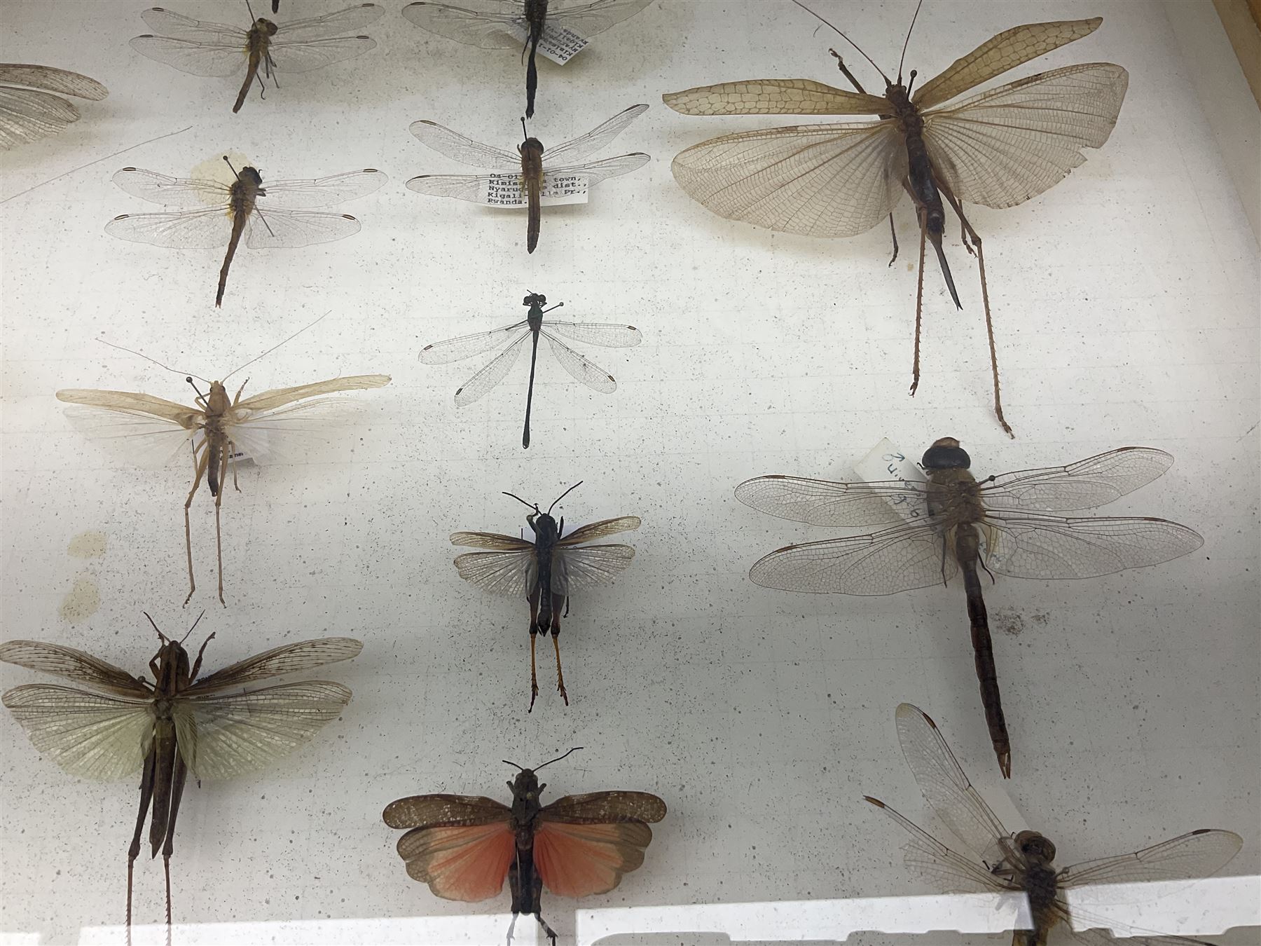 Entomology: Glazed entomology collector's drawer display of various Australian and African Locusts and Dragonflies, twenty-eight assorted specimens, collected from various regions of Australia and Africa, each with attached data labels, H42cm, L51cm