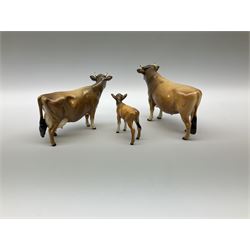 Beswick Jersey family group, comprising bull Dunsley Coy Boy model no 1422, cow Newton Tinkle model no 1345, and calf model no 1249d.