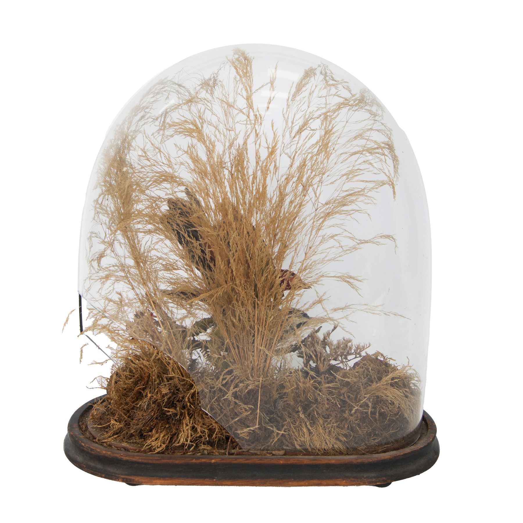 Taxidermy; Victorian oval domed diorama study of birds, Scarlet Tanager (Piranga olivacea) and Woodpecker (Picidae), the glass dome upon an ebonised wooden base, H40cm