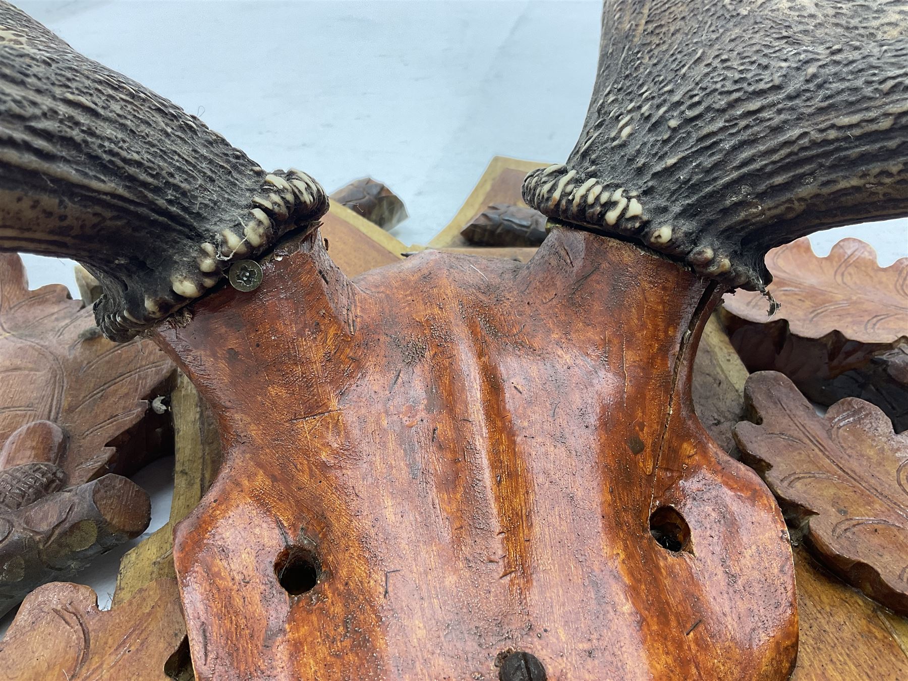 Antlers/Horns: European Royal Red Deer Antlers (Cervus elaphus hippalaphus), twelve point antlers, mounted upon a carved and pierced shield H120cm D64cm