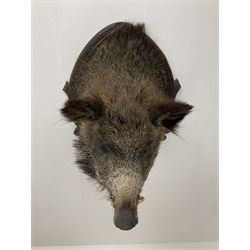 Taxidermy: European Wild Boar (Sus scrofa), adult male shoulder mount looking straight ahead upon an oak carved shield, approximately H67cm