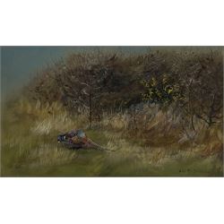 Philip Rickman (British 1891-1982): Pheasant emerging from the Undergrowth, watercolour and gouache signed and dated 1921, 30cm x 50cm