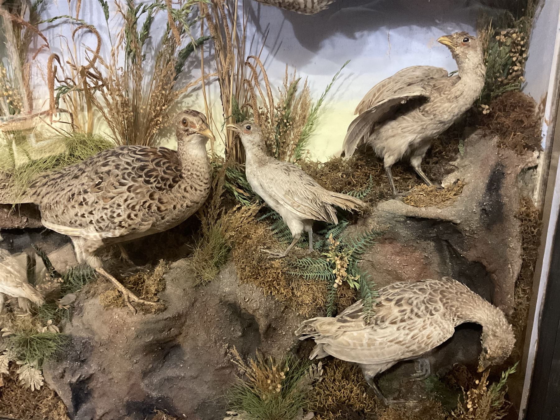 Taxidermy: Late Victorian Diorama of Pheasants and a Sparrowhawk, depicting Ring-necked Pheasants (Phasianus colchicus), a female with her chicks, a full mount adult female Sparrowhawk (Accipiter nisus) above in flying position, all mounted in a naturalistic setting of mosses, branches and tall grasses, on faux rock base, set against a blue sky painted backdrop, enclosed within a large ebonised three-glass display case, H79.5cm, W107cm