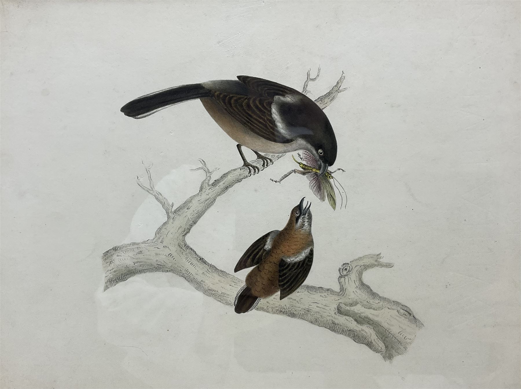 Circle of Prideaux John Selby (British 1788-1867): 'Lanius Collaris (Southern Fiscal) - Female and Young', 19th century pencil and watercolour unsigned, titled and inscribed 'From Sir Jardine and Mr Selby's collection of rare birds' on label verso, 21cm x 28cm 