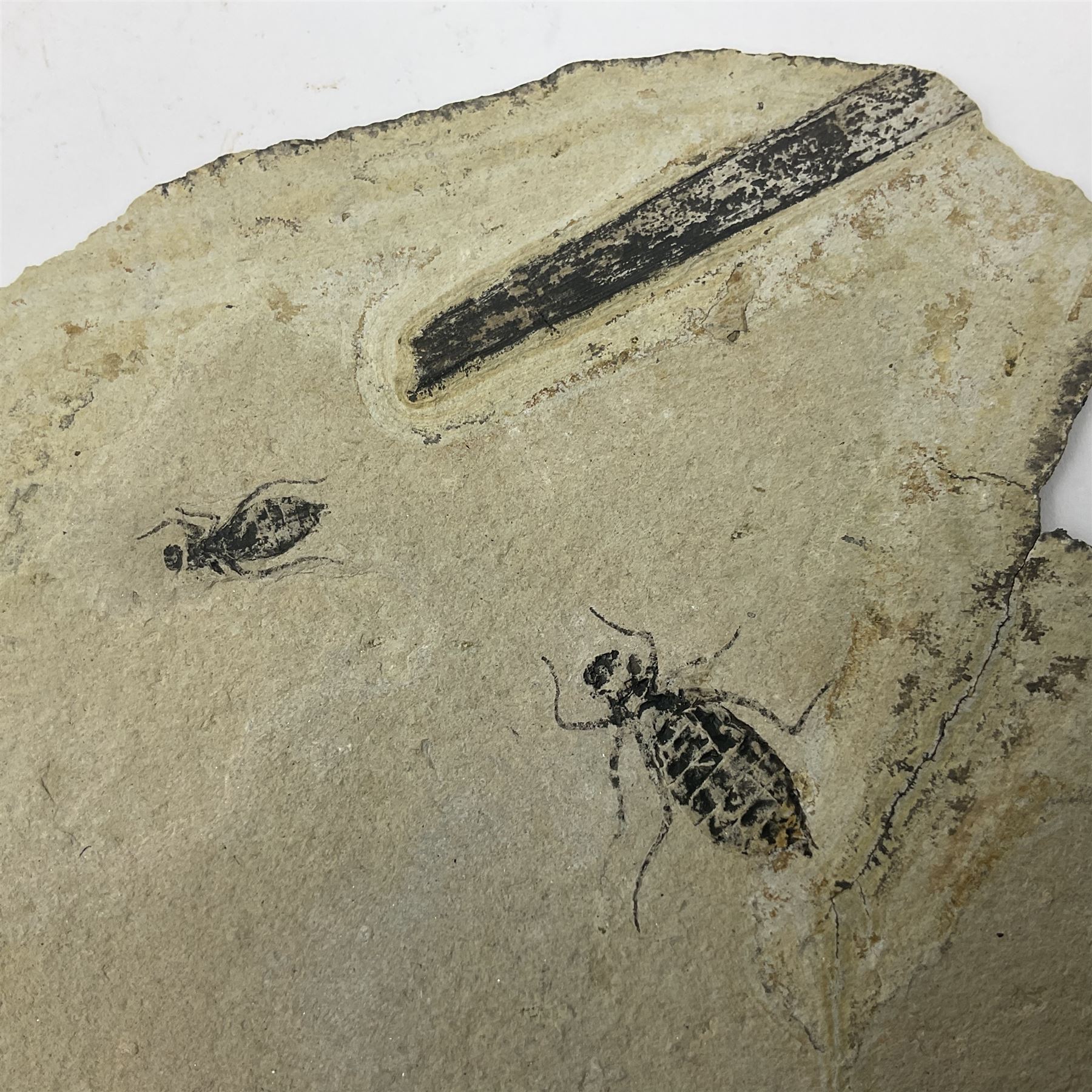 Dragonfly larvae (Libellula doris), together with four Mosasaur teeth, four trilobites (Crotalocephalina gibba) and one other tooth