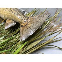 Taxidermy: Brown trout (Salmo trutta), preserved by John Cooper & Sons, 28 Radnor Street, St Luke's, London, skin mount set above a pebbled river bed with reeds and grasses, set against blue painted back drop, inscription to the back drop 'Trout caught by Rev R.S. Ricketts at Kirkham Bridge July 1st 1890, artificial fly, weight 1.5lb', L50cm H26cm 