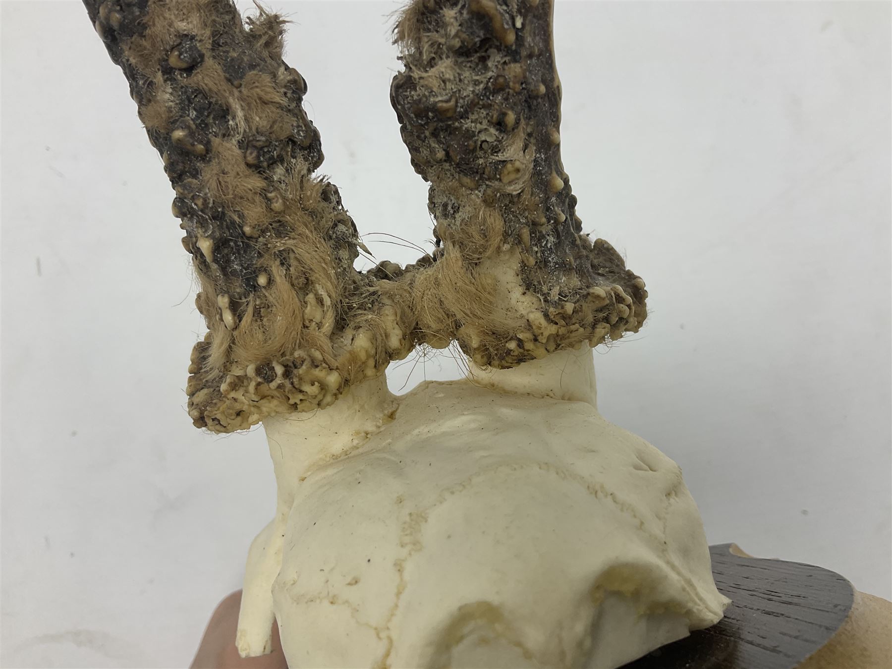 Antlers/Horns; Roe deer (Capreolus capreolus), two pairs of Roebuck Antlers with partial skull , upon wooden shields, H32cm