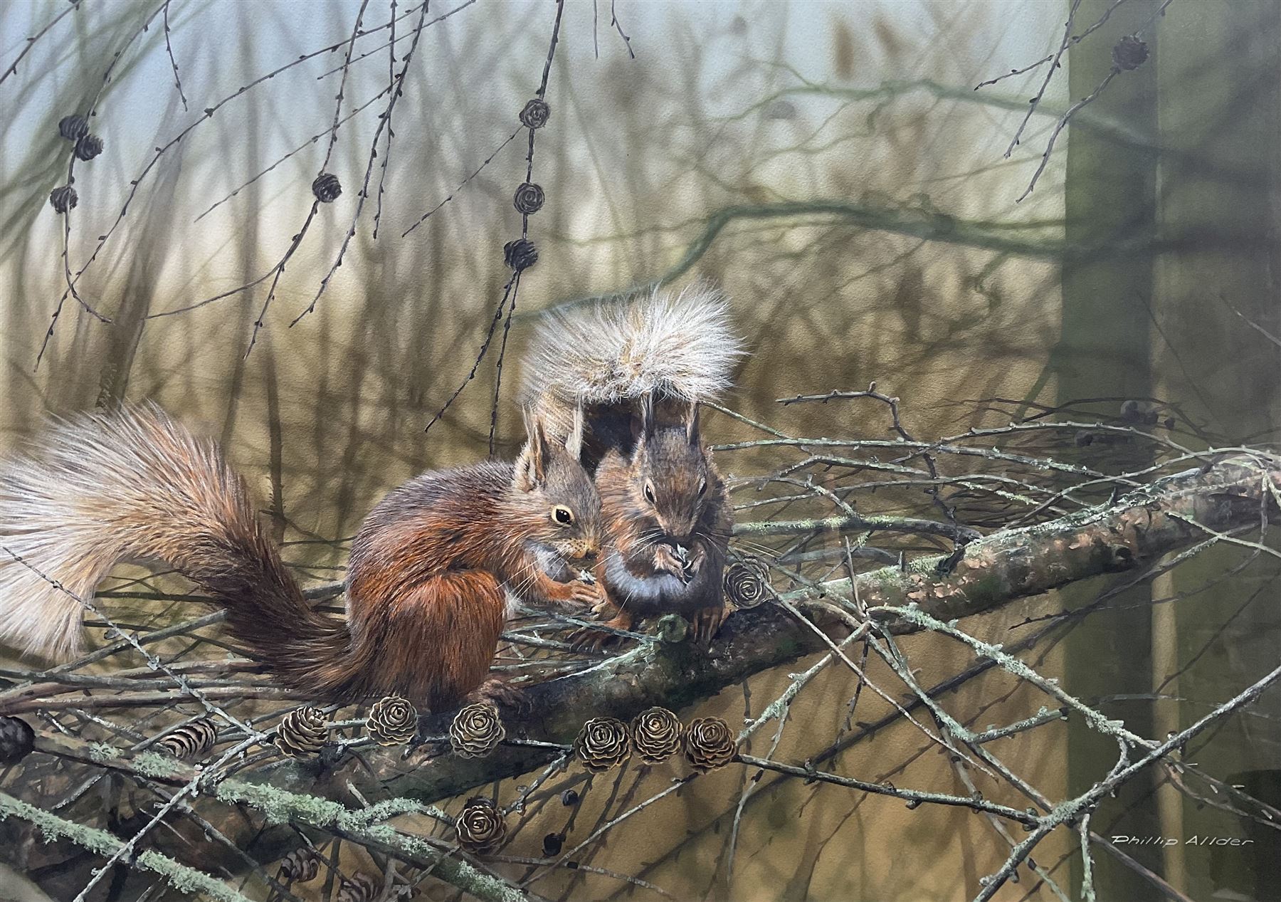 Phillip Allder (British 1950-): 'Red Squirrels', gouache signed 53cm x 75cm 
Provenance: from The Bell Hotel, Driffield