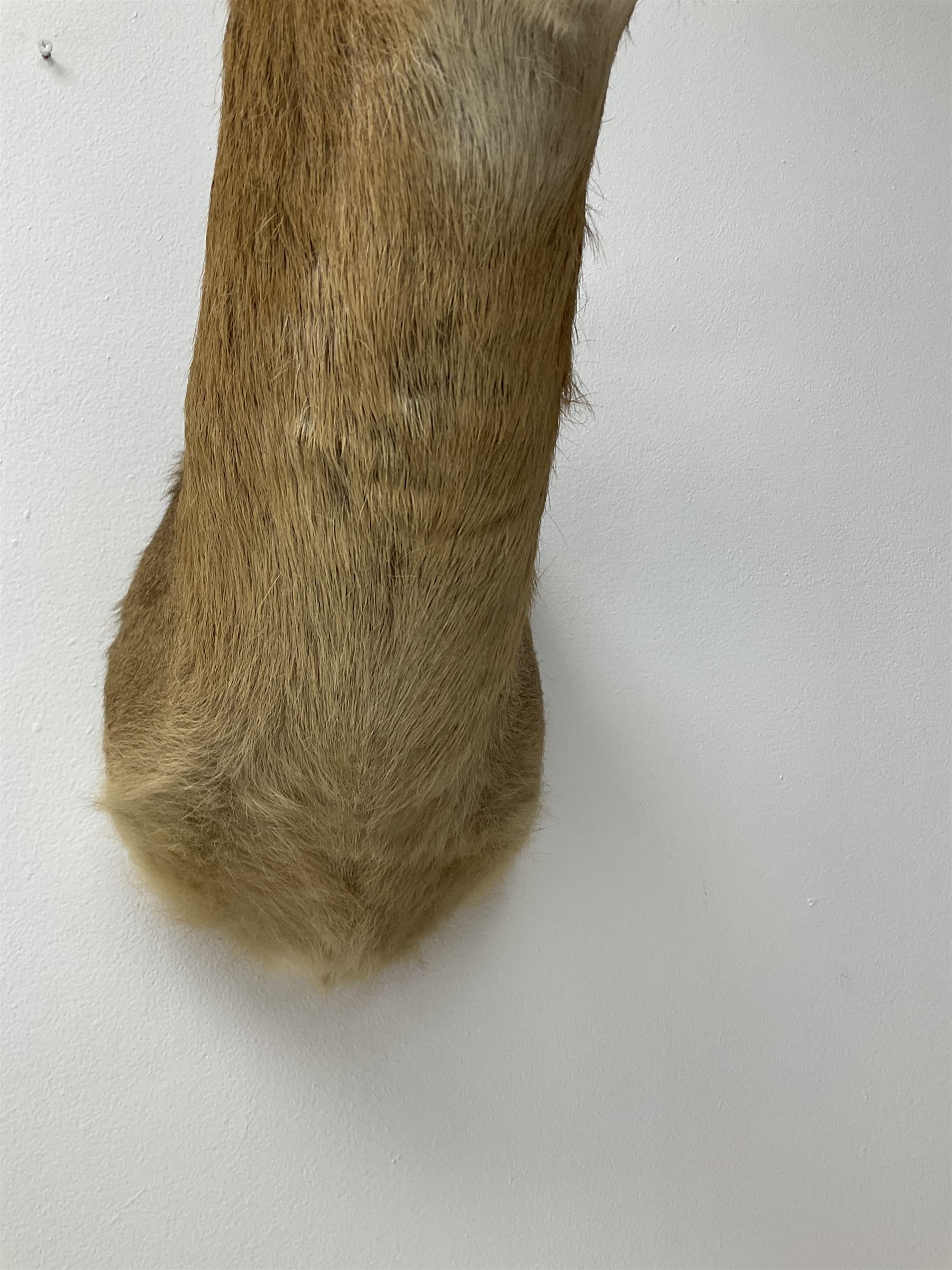 Taxidermy: South African common reedbuck (Redunca Arundinum) male, high quality shoulder mount looking straight ahead, H87cm W38.5 at widest point.  