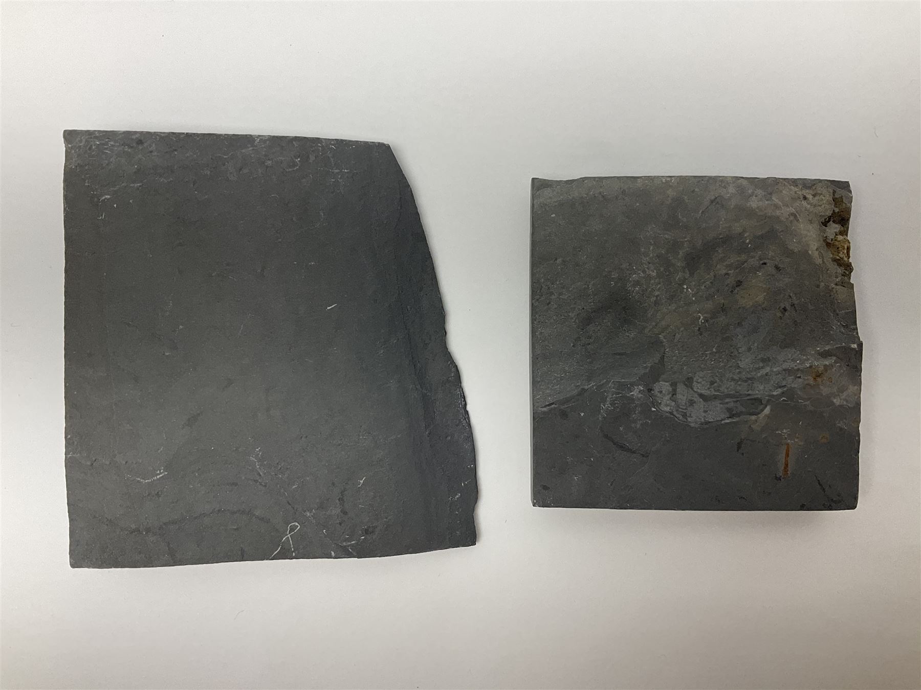 Two Crinoid slabs, age; Mississippian period, location; Gilmore City Formation, Iowa, largest slab H9cm, L10cm