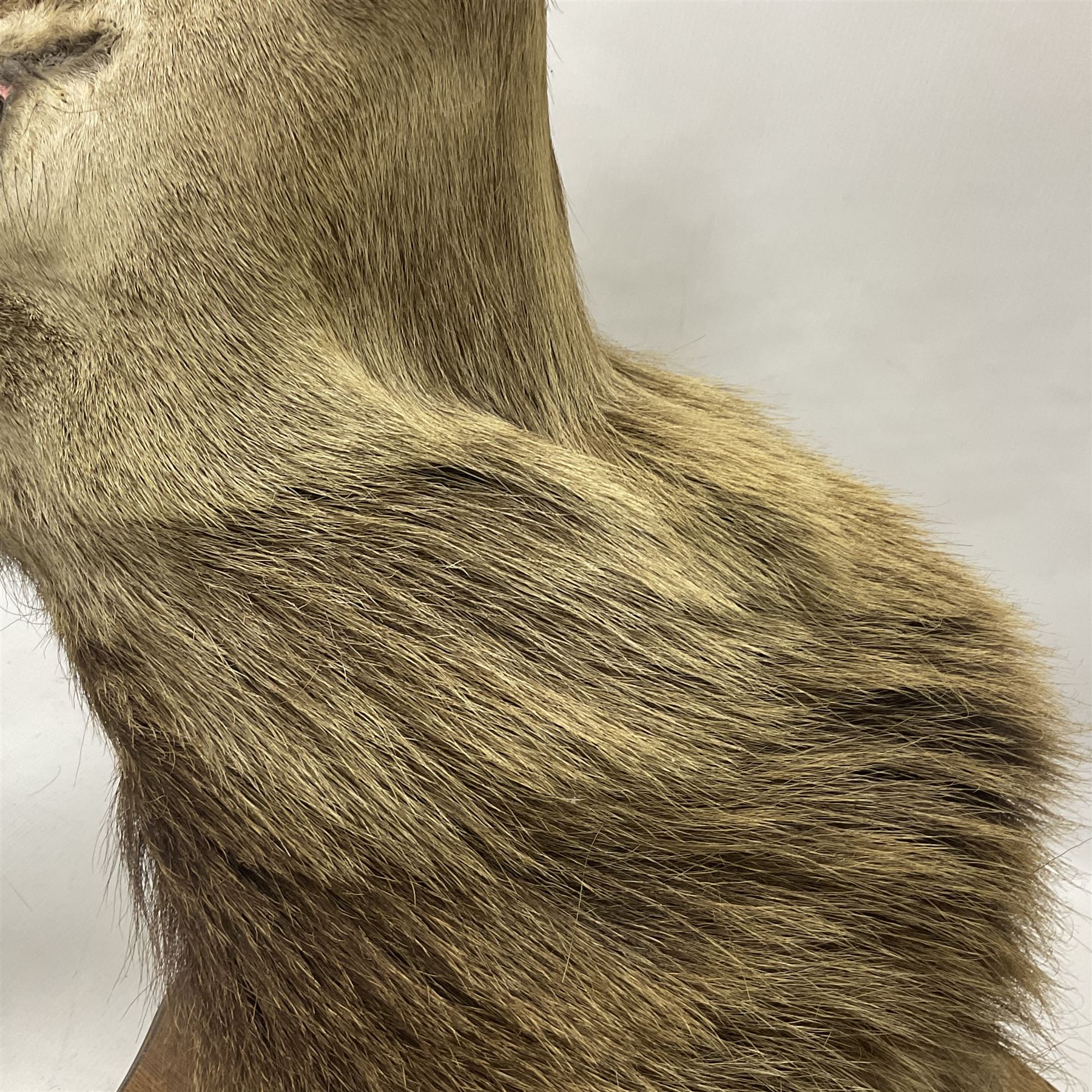 Taxidermy: Red Deer (Cervus elaphus), adult male imperial stag shoulder mount looking straight ahead, eleven point antlers, mounted upon a shaped wooden shield, D65cm