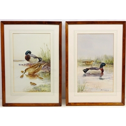  Ducks and Chicks, two 20th century watercolours signed and dated '20 by Walter Till, Across the Fields, limited edition engraving No.144/150 signed in pencil by Kathleen Caddick (British 1937-) and Lady Sat on a Balcony, over painted print of a max 40cm x 48cm (4)  