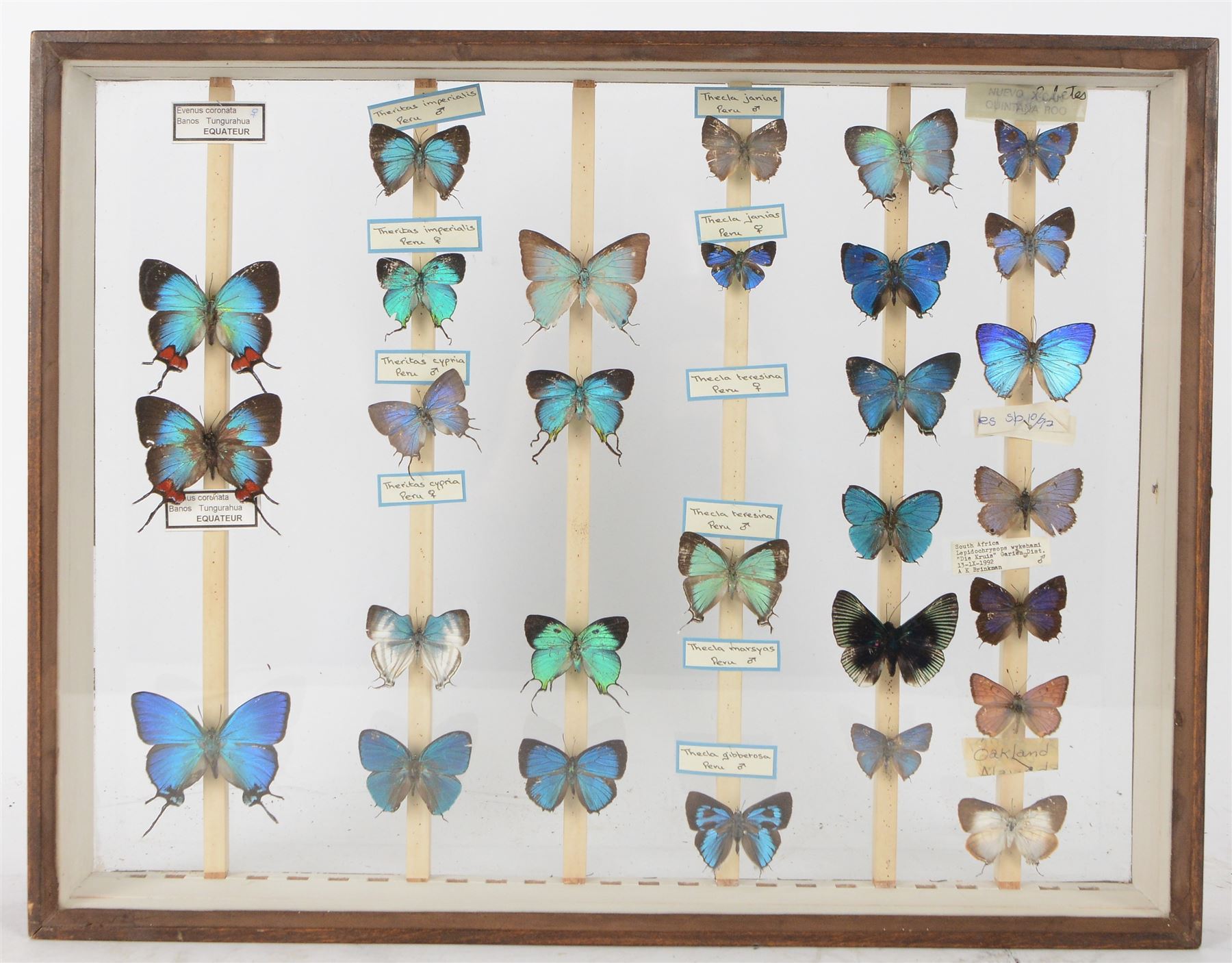 Entomology; British Natural History Museum wartime cabinets with eight double glazed draws with over two hundred butterfly specimens, including Lycaenidae, Dismorphia, Satyridae, Nymphalidae etc, The cabinets were used to house the entire collection of insects from the British Natural History Museum, which in turn were removed from the Museum to a safe place away from the London Blitz during World War Two, there were eight draws to each cabinet which had handles on the top for ease of lifting and transportation.They have adjustable corked wood slats so as to accommodate various size insects (Wing Spans etc), whilst keeping them in neat rows 