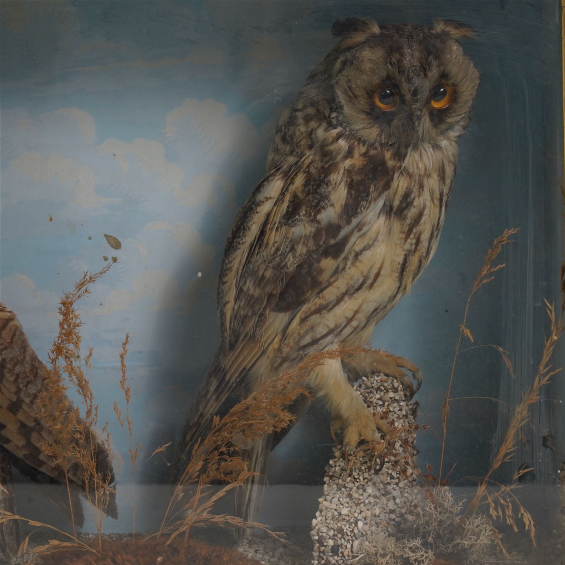 Taxidermy: Victorian case pair of long-eared owls (Asio Otus), male and female full mounts, with in naturalistic setting and blue sky painted background, encased within an ebonised single glass display case with gilt frame, 53cm x 38cm x 19cm