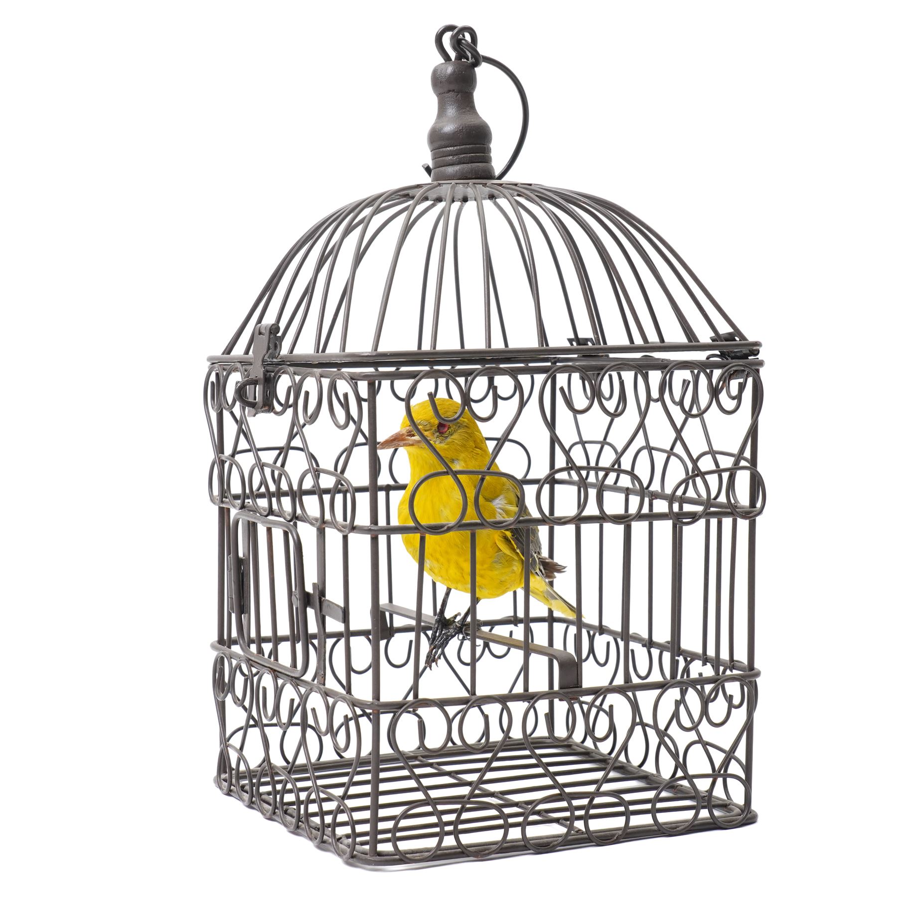 Taxidermy - Eurasian Golden Oriole (Oriolus oriolus), full adult mount in birdcage, H35cm