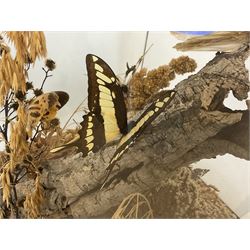 Entomology: 20th century cased moth and butterfly diorama, including Godart morpho, Chrysiridia rhipheus, Cathosia biblis, Appias lyncida, Hamadryas and others arranged amongst dried flowers and grasses, enclosed in a glass five sided terrarium display case with a wooden base, L43cm D43cm H49cm 