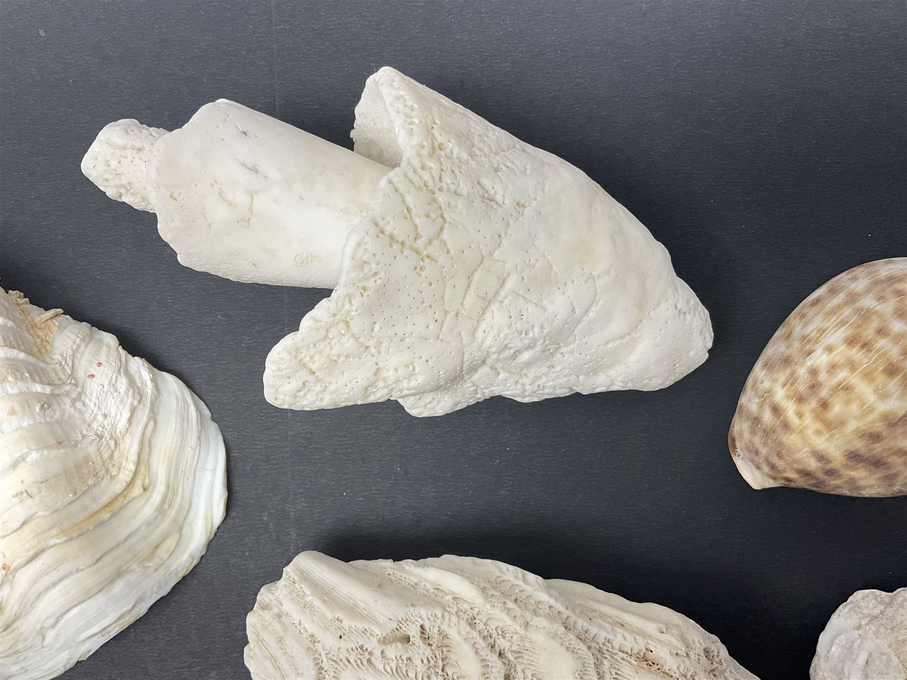 Conchology: collection of dried coral specimens together with a large collection of shells including cowrie shell, etc 