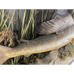 Taxidermy: Grayling (Thymallus thymallus), preserved by John Cooper & Sons, 28 Radnor Street, St Luke's, London, skin mount set above a pebbled river bed with reeds and grasses, set against blue painted back drop, with inscription 'Grayling caught by Rev R.S. Ricketts at Kirkham Bridge Sept 14th 1895, artificial fly - single hair' L57cm H29cm 