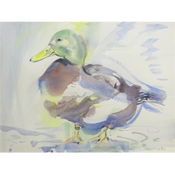 Hazel Lale (British Contemporary): Study of a Mallard, watercolour signed