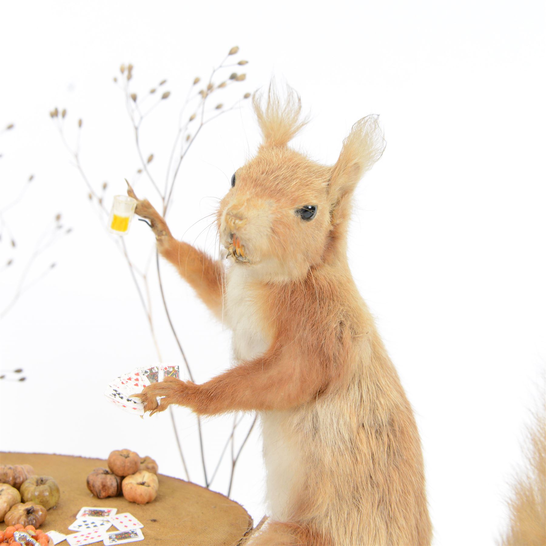 Anthropomorphic Taxidermy: Two red squirrels (Sciurus vulgaris) playing cards, both seated at a woodland table upon a naturalistic base, H34, L41cm