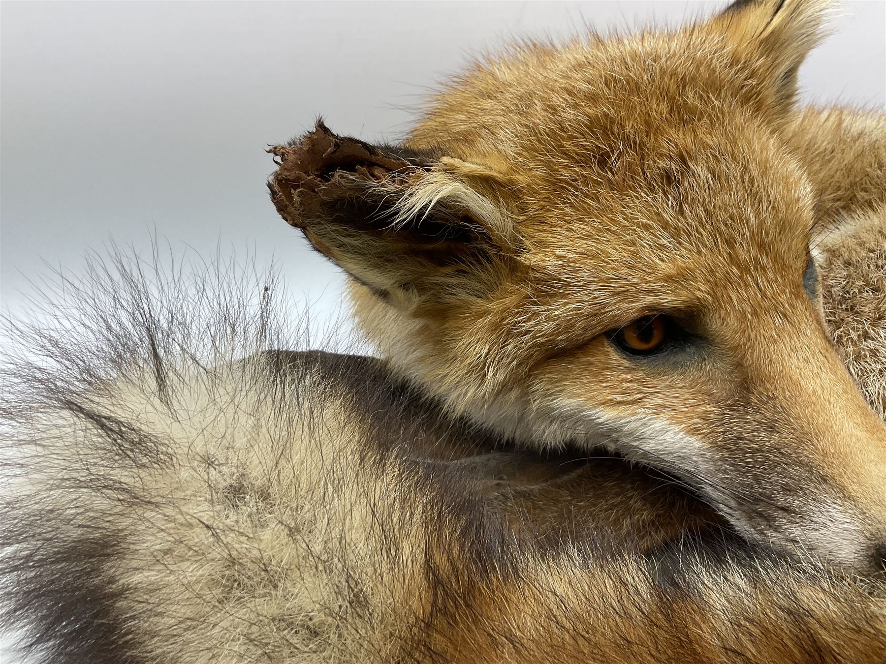 Taxidermy: Fireside red fox (Vulpes vulpes), a full mount adult fox in recumbent position, L44cm. 