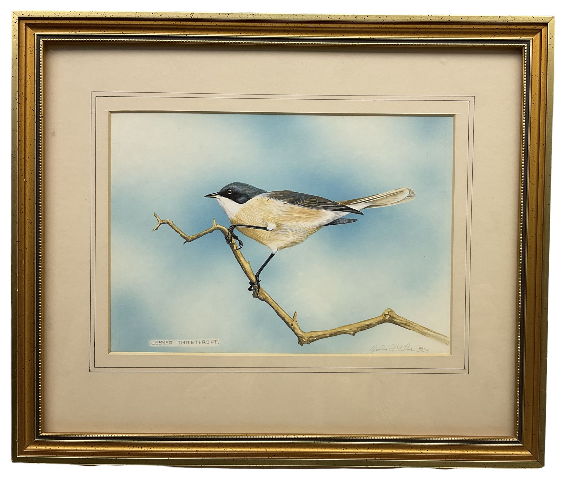 Gordon C Turton (British 1947-): 'Lesser Whitethroat', watercolour signed and dated '85, 18cm x 25cm
