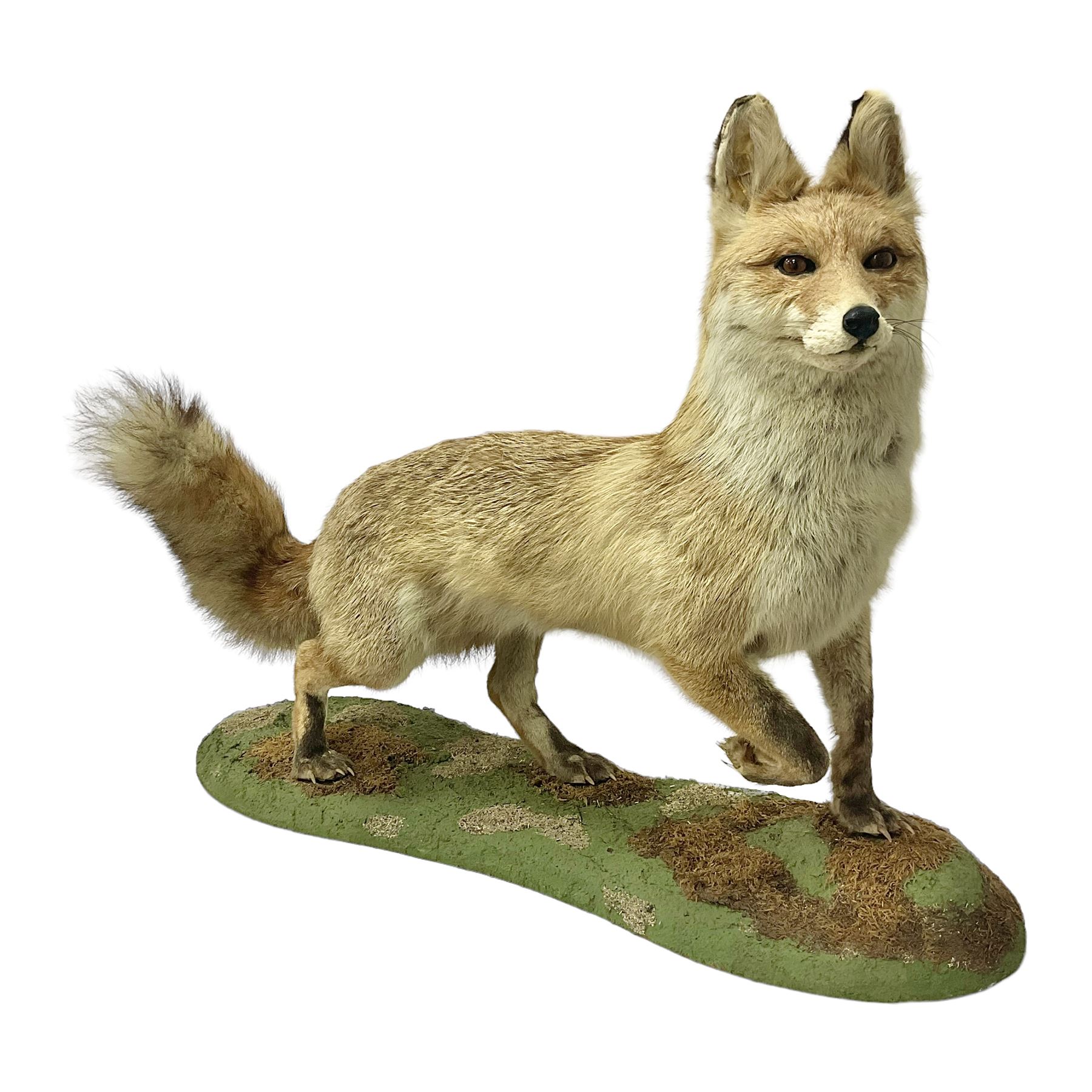 Taxidermy: European Red Fox (Vulpes vulpes), full mount adult on open display with standing alert with ears forward front paw raised, upon a naturalist base, H62cm, L78cm