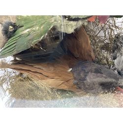 Taxidermy; large Victorian domed taxidermy diorama study of birds, with seventeen specimens including Ring Necked Parakeet, Blue Winged Warbler and Blackbird, the glass dome upon an ebonised wooden base, H77cm, W44cm