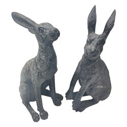 Two composite hares, largest H38cm