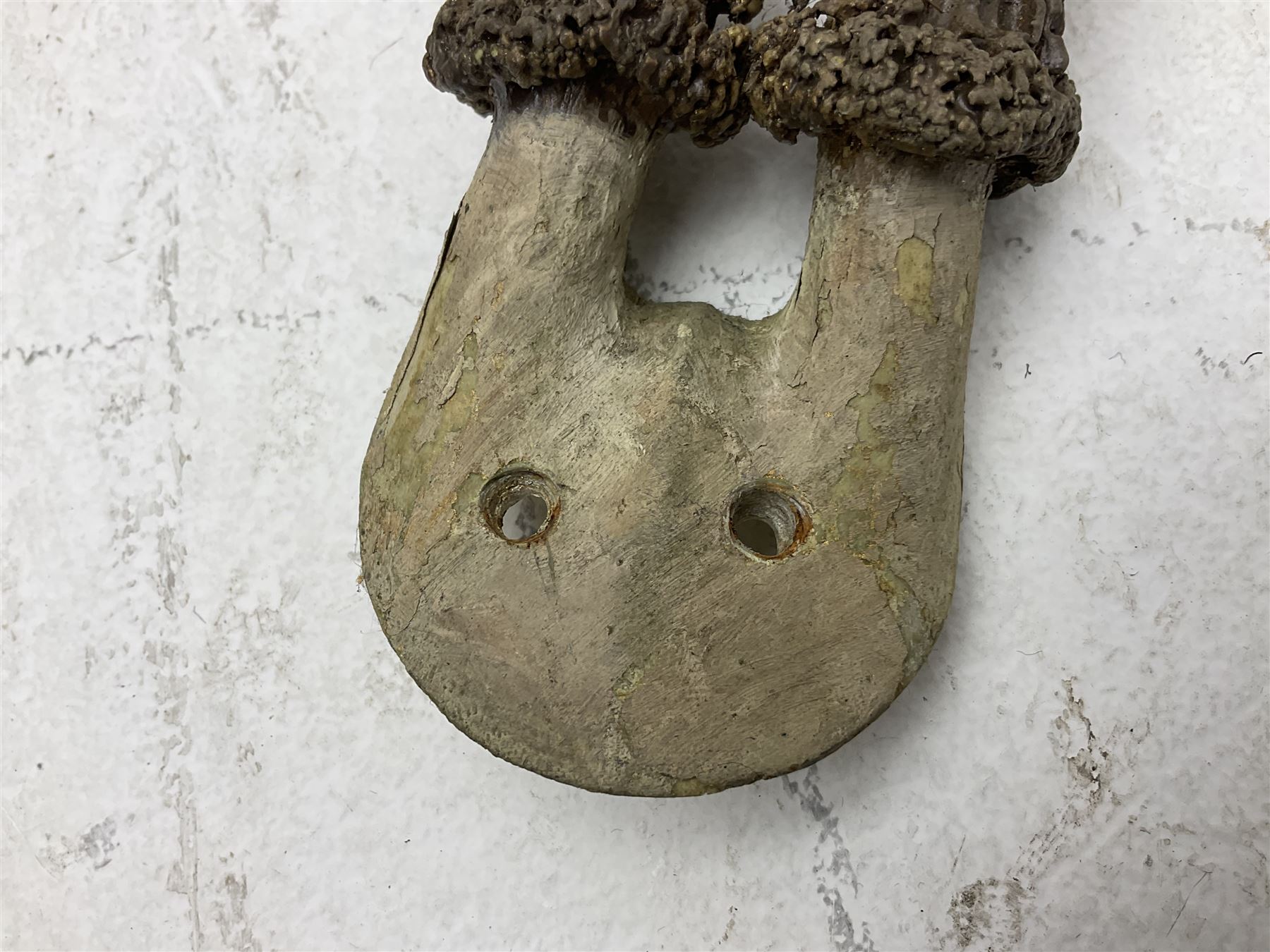 Taxidermy; Roe Deer (Capreolus capreolus), adult Roebuck neck mount looking straight ahead, mounted upon an oak shaped shield, together with a pair of Roe Deer antlers, with partial skull