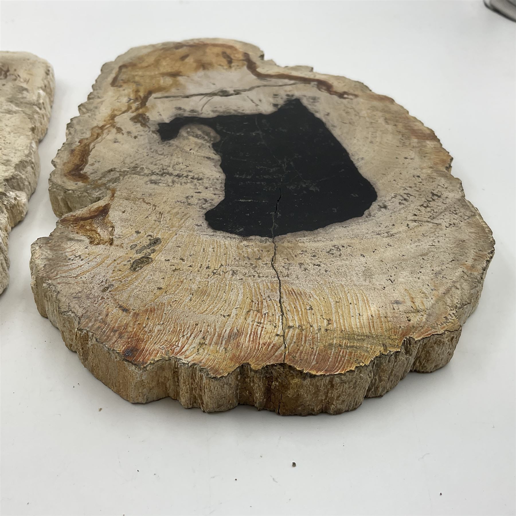 Pair of polished petrified wood slices, sliced in cross-section and polished to both sides, some growth rings still visible and a blackened centre, texture to edges, H17cm, L28cm