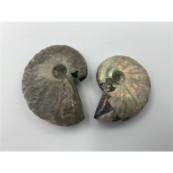 Ten ammonite fossils with nacreous aragonite shells, age; Cretaceous period, location: Madagascar, largest 3cm