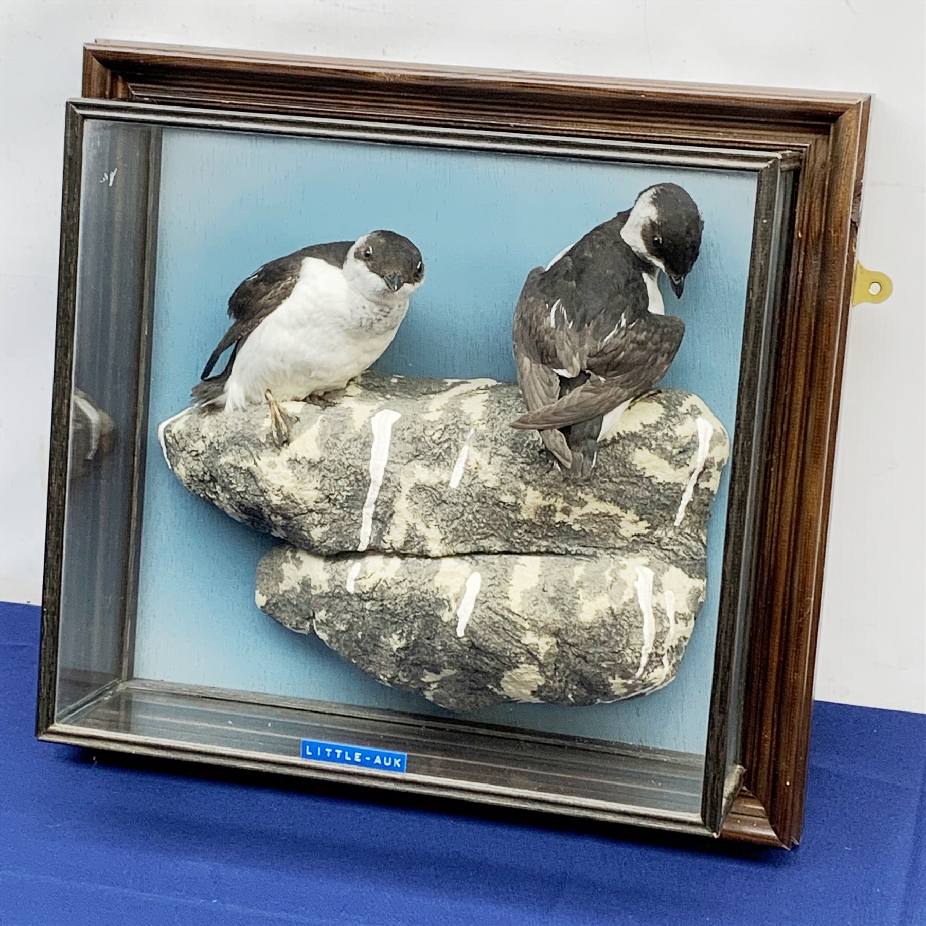 Taxidermy: 20th century cased pair of Little Auks (Alle alle), full mounts standing upon a simulated rocky ledge, set against a light blue painted backdrop, encased within a five pane display case with frame mount, with taxidermy paper label verso detailed David Astley Taxidermist, H38cm L40cm D12.5cm 