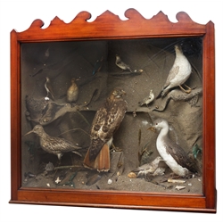  Taxidermy - Large Victorian cased diorama of birds comprising Dipper, Kingfisher, Gull, Little Grebe, Juvenile Whimbrel, Red Tailed  Hawk, Grebe Winter Plumage and other birds all mounted amidst a cliff side setting, upon sand covered groundwork, enclosed within a pitch pine and mahogany display case, W121cm, W36cm, H113cm  