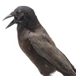 Taxidermy; Cased Carrion Crow (Corvus corone), full adult mount perched upon a branch in a naturalistic setting with roe dear skull to the base, enclosed within glass dome, H52cm