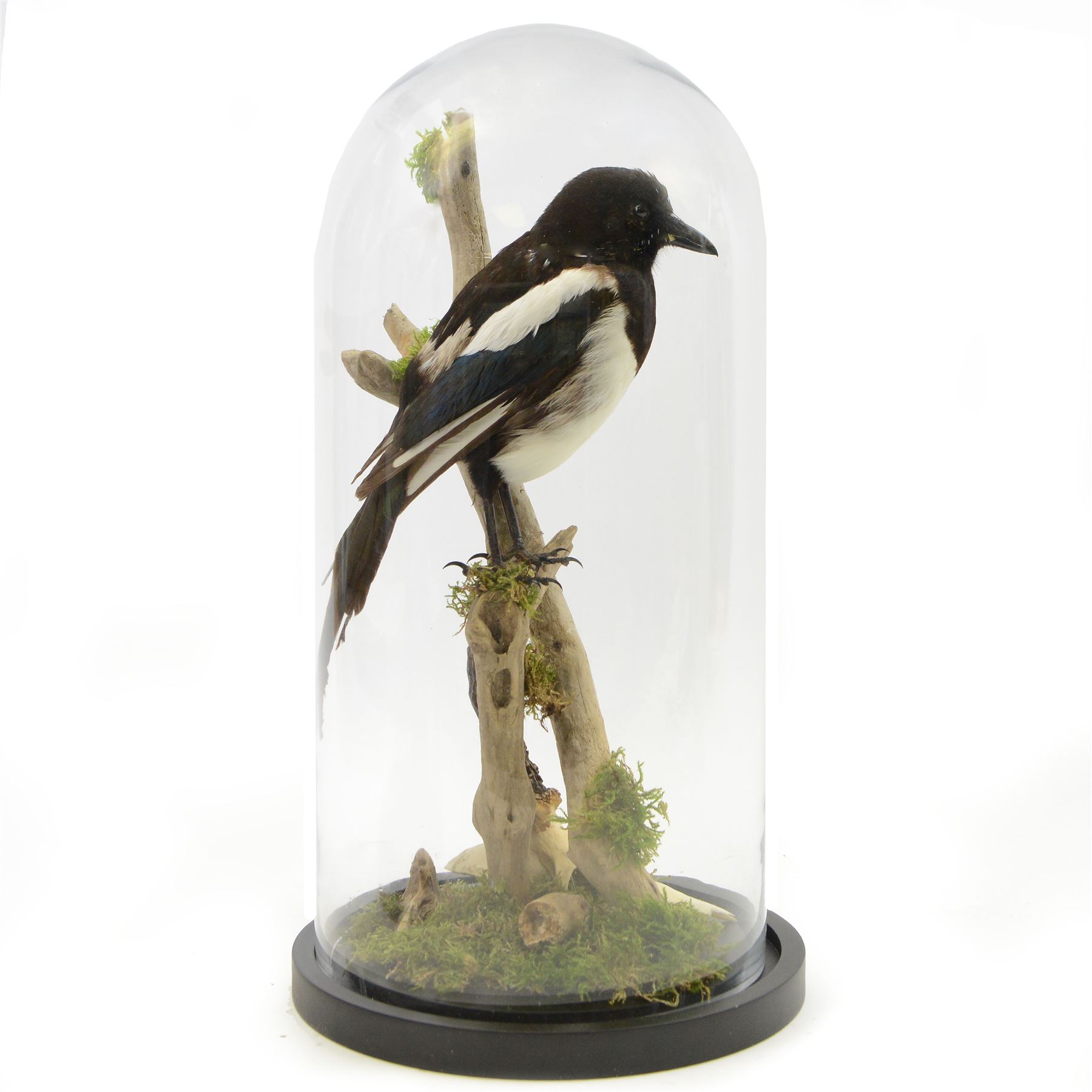 Taxidermy; Cased Magpie (Pica Pica), full adult mount perched upon a branch in a naturalistic setting with roe dear skull to the base, enclosed within glass dome, H52cm