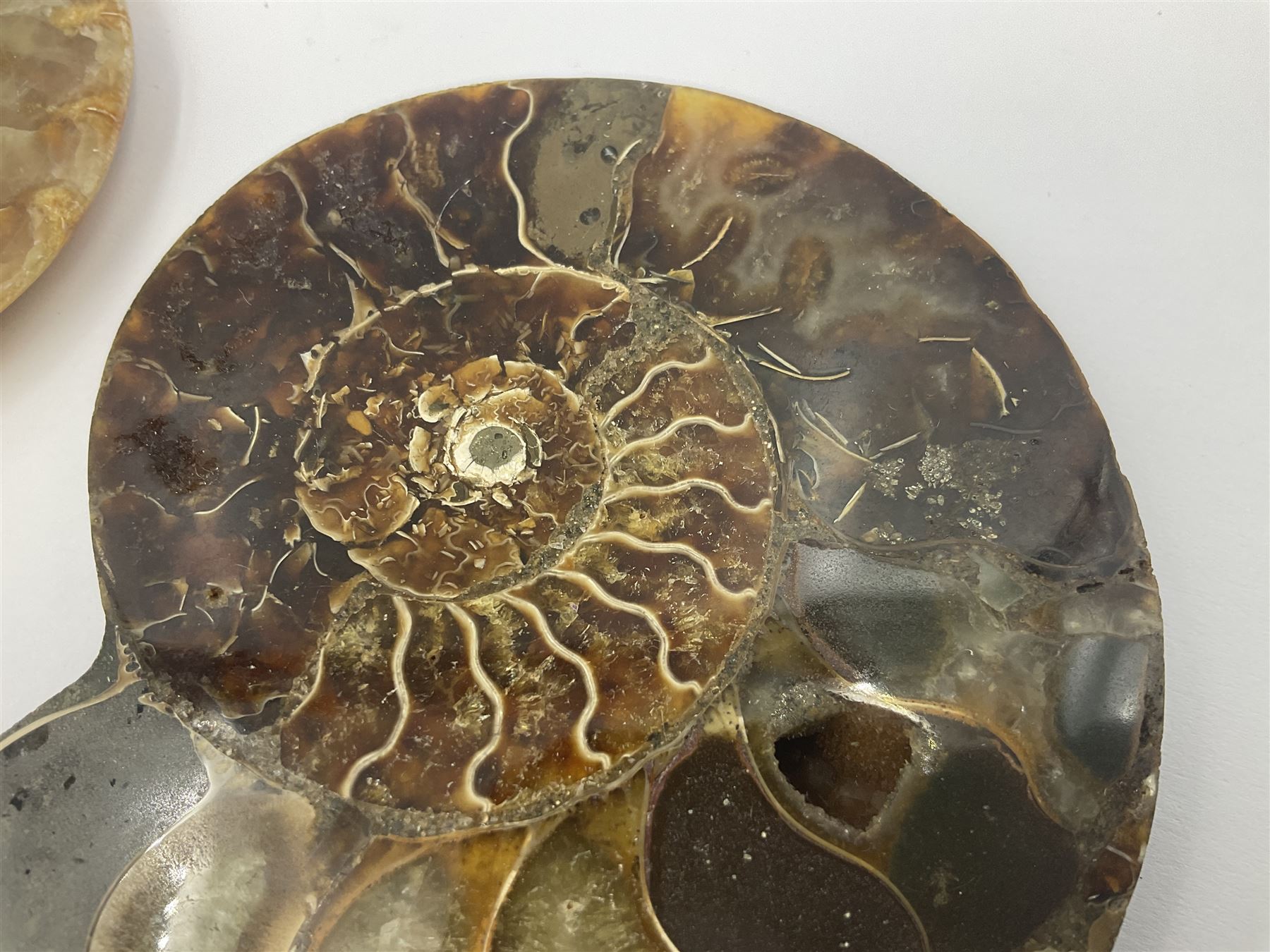 Two ammonite fossil slices, with polished finish, age Cretaceous