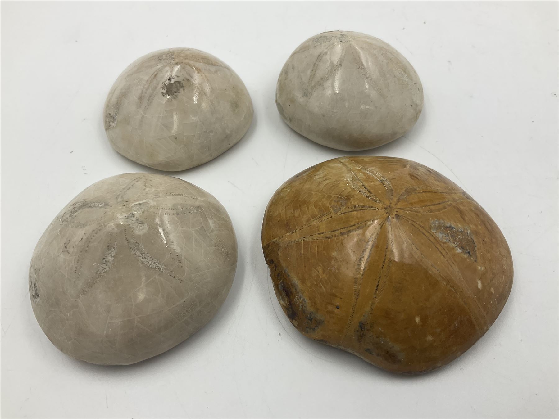 Two polished Lituites lituus fossils, together with four Scutella echinoids, fossilised fish and three other fossils and two minerals 