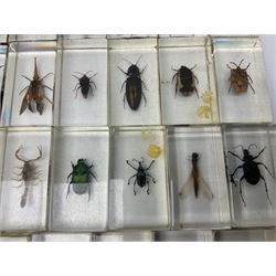 Entomology; collection of thirty nine insect specimens, each in an acrylic block, to include rhinoceros beetle, Ischiopsopha beetle, Praying mantis, scorpions etc 