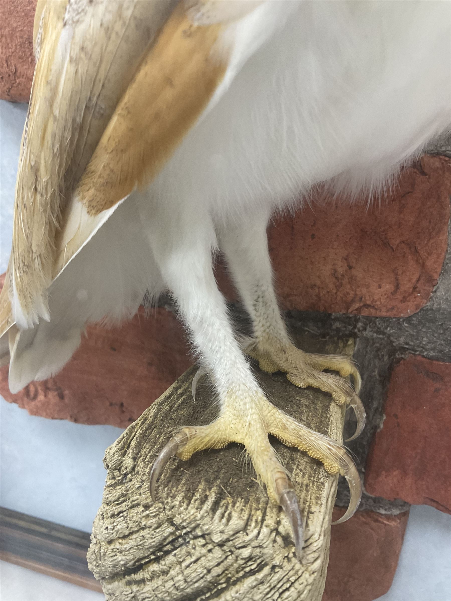 Taxidermy: Wall Mounted Barn Owl (Tito alba), dated 2001, by David Astley, Taxidermist, York, a high quality full mount adult male with head turning to the right, perched upon a short wooden beam, set against a faux brick back drop, width 50cm x height 55cm overall, bearing taxidermist's full paper trade label verso.
with Cites Article 10 (non transferable) licence no.24GBA102LOMN1 Cause of death RTA - 2001. This specimen would require a re-export licence to export from the UK, an import permit would be required into your chosen country, this is the responsibility of the buyer alone, David Duggleby Auctioneers and Valuers do not offer any onward re-export or import licences.
