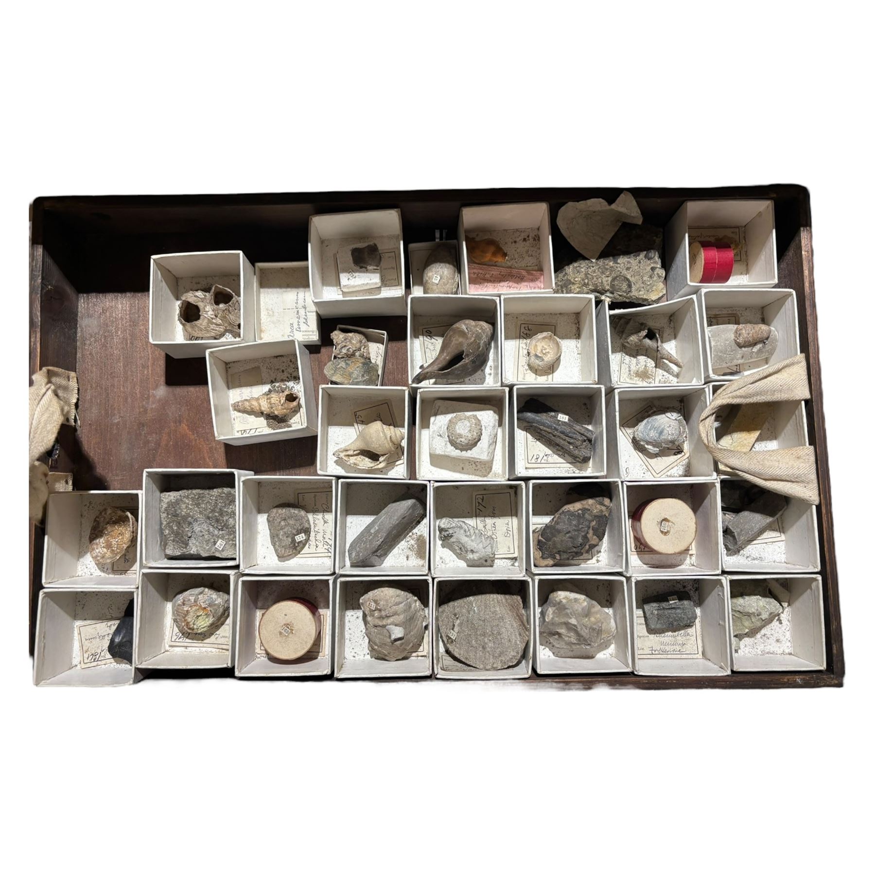 19th century box holding a collection of British Fossils, with makers label to the lid 'Collection of British Fossils to illustrate the textbooks and manuals of geology by Lyell, Page, Green & C, Arranged stratigraphically by James R. Gregory & Co mineralogisits .....', all samples numbered with and scribed name labels    
