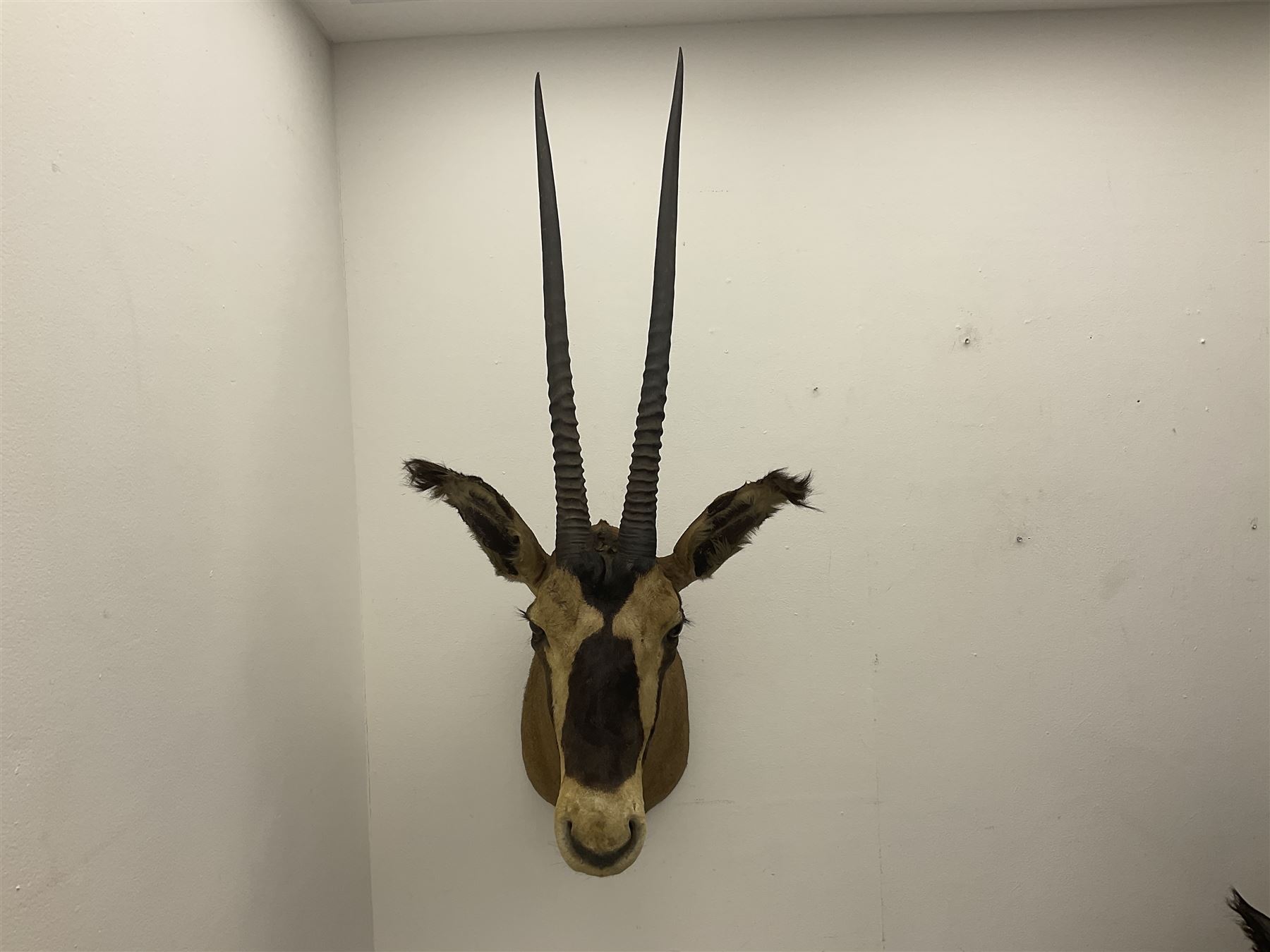 Taxidermy: Fringed-eared oryx (Oryx beisa callotis), circa 1960, by Rowland Ward Ltd,  adult male shoulder mount looking straight ahead, D62cm