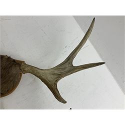 Antlers/horns: European Moose (Alces alces), two pairs of antlers on part upper skulls, one with fur covered frontlet, largest W85cm