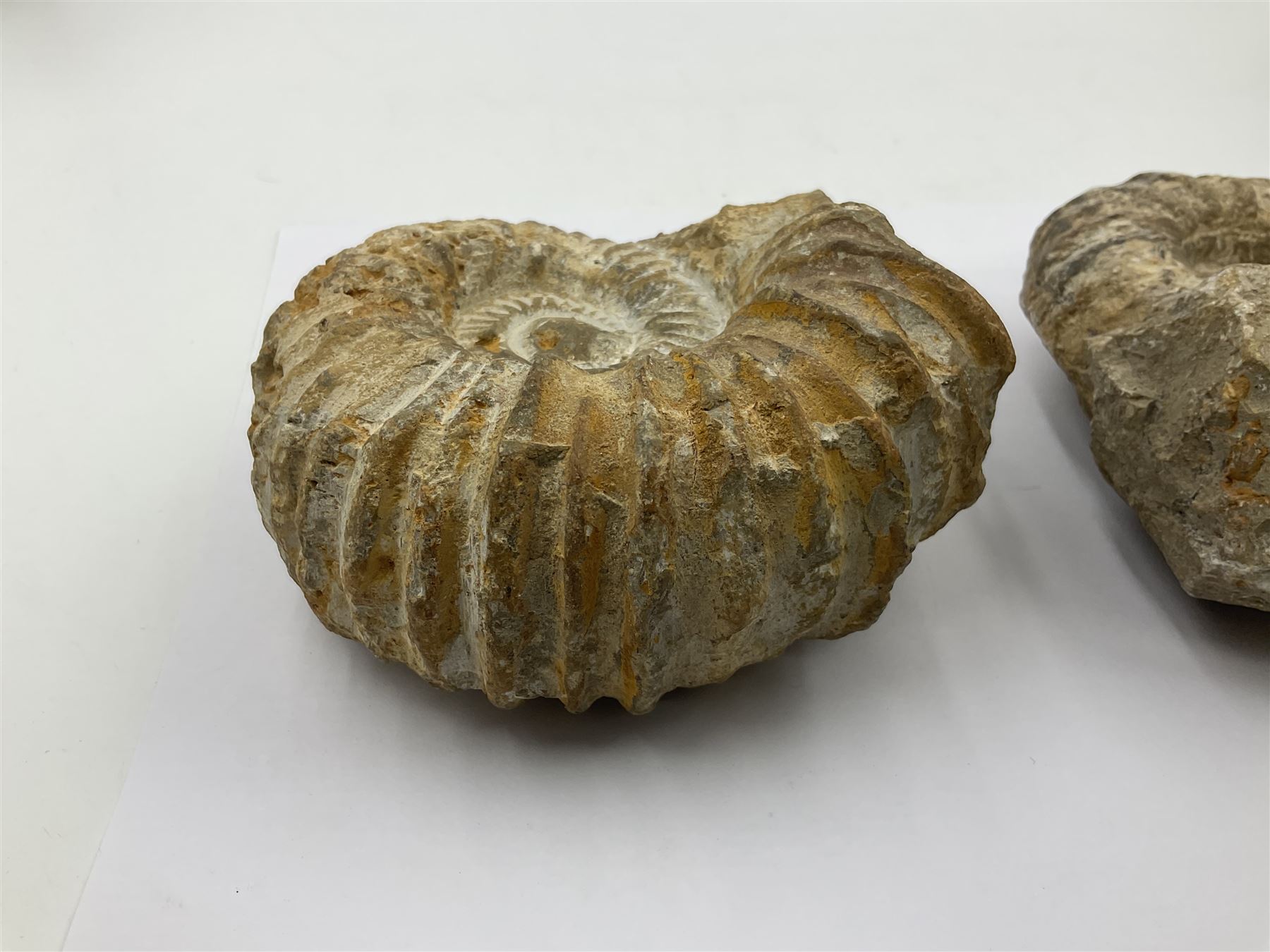 Pair of limestone Ammonite fossils, age; Cretaceous period, location; Morocco, D10cm